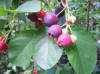 juneberries