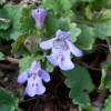 Glechoma hederacea 2 Radnor Lake.jpg