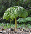 Mayapple Podophyllum peltatum Side 2.JPG