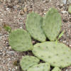 Opuntia humifusa-IMG 4244.jpg