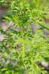 File:Korina 2014-08-06 Artemisia annua 1.jpg