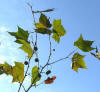 American Sycamore, PLATANUS OCCIDENTALIS, fall leaves and fruit balls