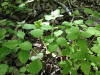 2013-05-04 16 56 00 Impatiens capensis seedlings near the West Branch Shabakunk Creek.jpg