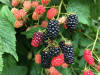 2016-07-25 16 21 11 Blackberries along the Blue Ridge Parkway in Deep Gap, Yancey County, North Carolina.jpg