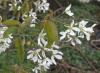 Amelanchier canadensis bloeiwijze.jpg