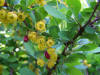 Berberis vulgaris munich.JPG