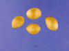 Gingko biloba seeds.jpg