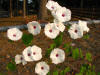 Ipomoea pandurata on fence.jpg