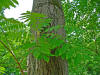 Juglans cinerea 002.JPG