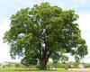 Keeler Oak Tree - distance photo, May 2013.jpg