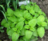 Lemon Balm (5744694087).jpg