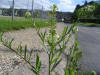 Lepidium virginicum 2006-06-19.jpg