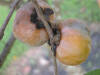 Persimmon American1 Asit.jpg