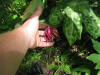 Podophyllum Spotty Dotty (9158229754).jpg