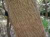 Populus angulata1.jpg