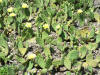 Prickly pear MN 2007.JPG