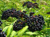 Sambucus-berries.jpg