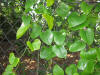 Smilax rotundifolia 6.JPG