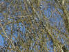 Smilax rotundifolia fruits in winter 001.JPG