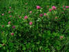 Trifolium pratense 001.JPG