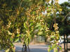 Ulmus parvifolia seeds01.jpg