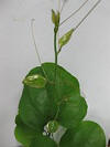 File:Smilax rotundifolia 3.JPG