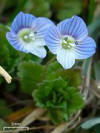 File:Veronica persica (4506063735).jpg