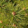 File:Eastern White Pine (Pinus strobus) - Guelph, Ontario 2020-06-19 (01).jpg
