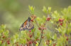 2012 Photo Contest - Plants Category (7943808432).jpg