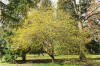 Cornus mas Parc Neuman Luxembourg 01.jpg