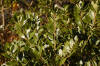 Inkberry Ilex glabra 'Compacta' Leaves 3008px.jpg