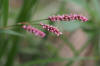 Low Smartweed (Persicaria longiseta) (22253276491).jpg