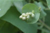 Persicaria perfoliata 6.JPG