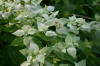 Pycnanthemum muticum heds and bracts 001.JPG