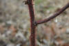 Rubus phoenicolasius stem 001.JPG