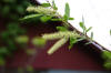 Salix nigra catkins 8001.JPG