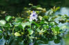 Water hyacinth.jpg