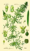 Galium aparine b.jpg