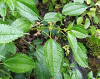 Pilea pumila.jpg