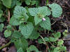 File:Lamium purpureum 109753909.jpg