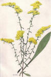 File:Field Goldenrod (NGM XXXI p511).jpg