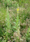 File:Great Mullein Verbascum thapsus Backworth 3.jpg