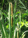 File:Typha angustifolia 2-eheep (5097395935).jpg