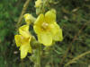 File:20140614Verbascum thapsus.jpg