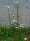 Achillea millefolium 001.JPG