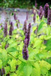 Agastache foeniculum Prague 2017 2.jpg