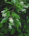 Amerikaanse vogelkers Prunus serotina closeup.jpg