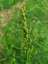 Asparagus officinalis 002.JPG