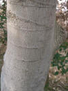 Celtis sinensis1.jpg