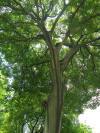 Celtis sinensis=Chinese Hackberry.jpg